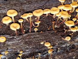 Attēlu rezultāti vaicājumam “Xeromphalina campanella”