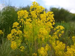 Attēlu rezultāti vaicājumam “Isatis tinctoria”