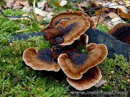 Attēlu rezultāti vaicājumam “Ischnoderma benzoinum”