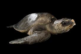 Image result for Lepidochelys olivacea