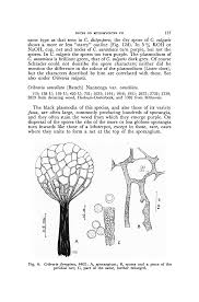 Attēlu rezultāti vaicājumam “Cribraria ferruginea stalked”