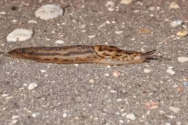 Attēlu rezultāti vaicājumam “Krynickillus melanocephalus”