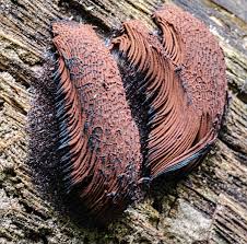 Attēlu rezultāti vaicājumam “Stemonitis axifera young”