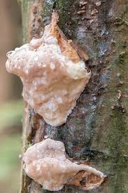 Attēlu rezultāti vaicājumam “Fomitopsis rosea”