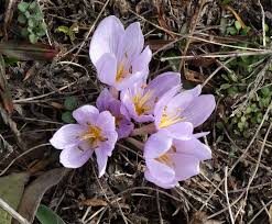 Attēlu rezultāti vaicājumam “Colchicum szovitsii subsp. szovitsii”