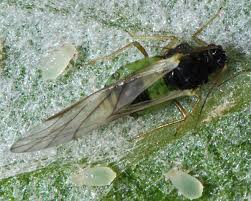 Attēlu rezultāti vaicājumam “Chaitophorus populeti”