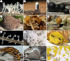 Attēlu rezultāti vaicājumam “Arcyria affinis spores”
