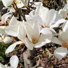 Attēlu rezultāti vaicājumam “Magnolia cylindrica flower”