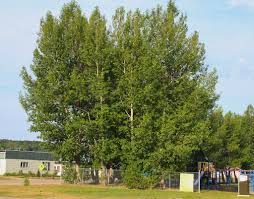 Attēlu rezultāti vaicājumam “Populus x petrowskyana”