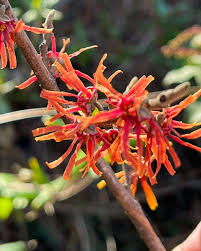 Attēlu rezultāti vaicājumam “Hamamelis vernalis flower”