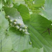 Attēlu rezultāti vaicājumam “Eriophyes tiliae”