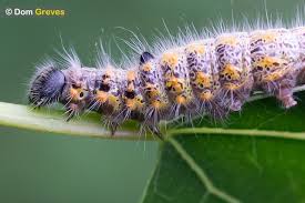 Attēlu rezultāti vaicājumam “Clostera curtula”