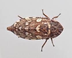 Attēlu rezultāti vaicājumam “Planaphrodes sp.”