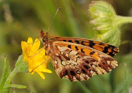 Attēlu rezultāti vaicājumam “Boloria dia”