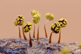 Attēlu rezultāti vaicājumam “Physarum murinum”