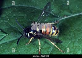 Attēlu rezultāti vaicājumam “Vespula rufa”