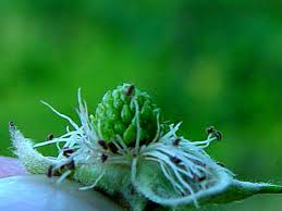 Attēlu rezultāti vaicājumam “Rubus plicatus flower”