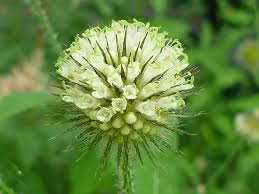 Image result for Dipsacus pilosus