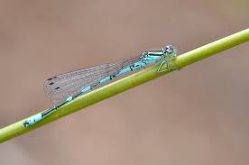 Attēlu rezultāti vaicājumam “Coenagrion hastulatum”