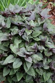 Attēlu rezultāti vaicājumam “Oenothera rubricauli leaf”