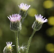 Attēlu rezultāti vaicājumam “Erigeron acris”