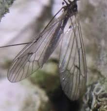 Attēlu rezultāti vaicājumam “Trichocera regelationis”