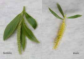 Attēlu rezultāti vaicājumam “Salix cinerea female flower”