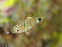 Image result for Diplodus cadenati