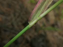 Attēlu rezultāti vaicājumam “Phleum phleoides”