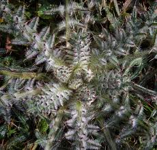 Attēlu rezultāti vaicājumam “Cirsium acaule fruit”