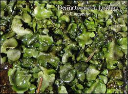 Attēlu rezultāti vaicājumam “Dermatocarpon luridum”