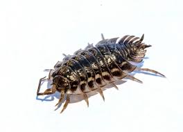 Attēlu rezultāti vaicājumam “Oniscus asellus”