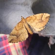 Attēlu rezultāti vaicājumam “Eulithis mellinata”