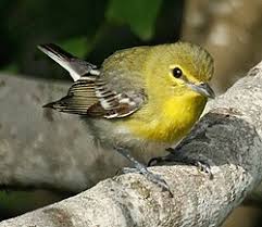 Image result for Vireo flavifrons