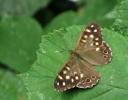 Attēlu rezultāti vaicājumam “Pararge aegeria underside”
