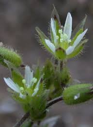 Attēlu rezultāti vaicājumam “Cerastium semidecandrum leaf”
