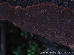 Attēlu rezultāti vaicājumam “Phellinus ferrugineofuscus”