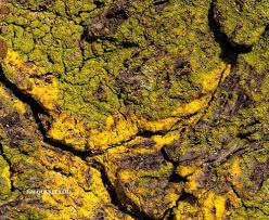 Attēlu rezultāti vaicājumam “Chrysothrix candelaris”