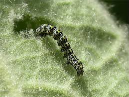 Attēlu rezultāti vaicājumam “Cucullia verbasci larva”