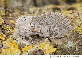 Attēlu rezultāti vaicājumam “Cerura vinula”