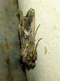 Attēlu rezultāti vaicājumam “Trachea atriplicis”