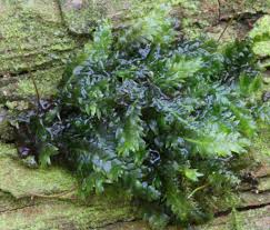 Attēlu rezultāti vaicājumam “Pseudotaxiphyllum elegans macro”