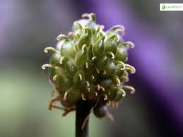 Attēlu rezultāti vaicājumam “Ranunculus cassubicus leaf”