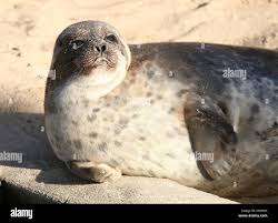 Image result for Pusa hispida