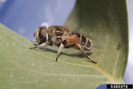 Attēlu rezultāti vaicājumam “Syrphus sp. imago”