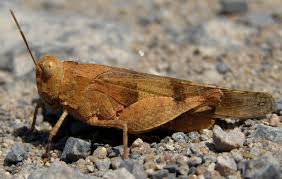Attēlu rezultāti vaicājumam “Oedipoda caerulescens”