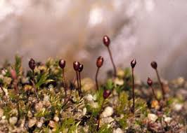 Attēlu rezultāti vaicājumam “Dicranella varia”