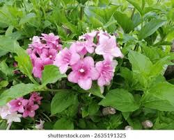 Attēlu rezultāti vaicājumam “Weigela praecox”