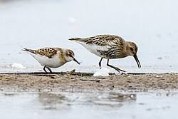 Attēlu rezultāti vaicājumam “Calidris minuta”