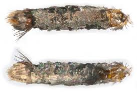 Attēlu rezultāti vaicājumam “Denisia similella”